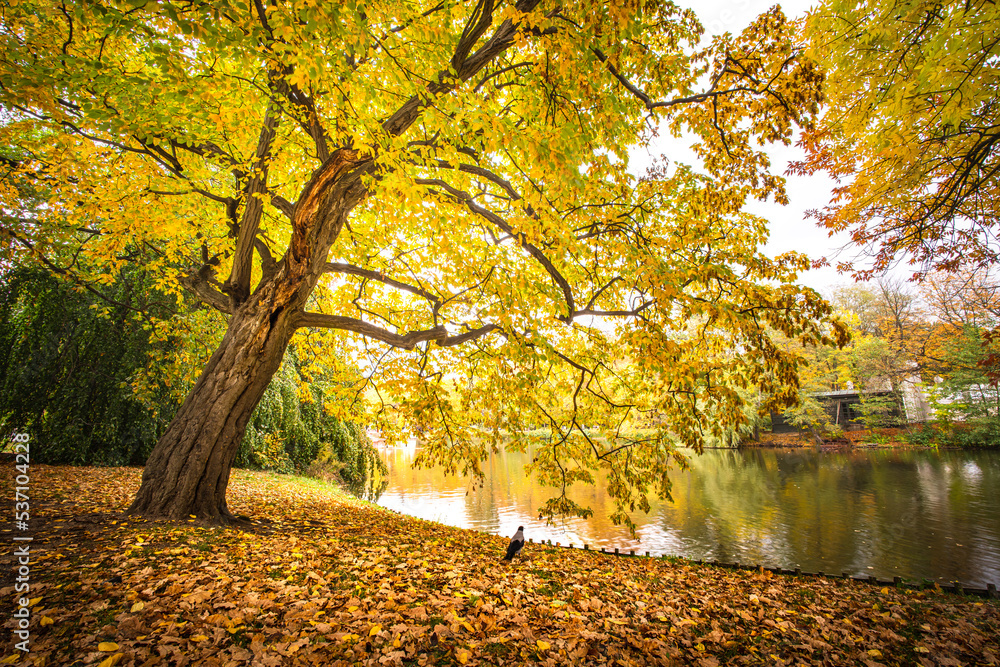 Duże piękne drzewo w miejskim parku jesienią. Złota Polska jesień w łazienkach Królewskich  - obrazy, fototapety, plakaty 