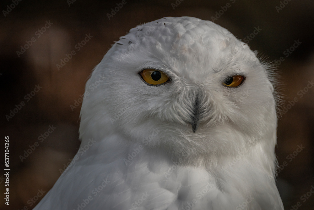 Snowy owl white feather head with green grass in background