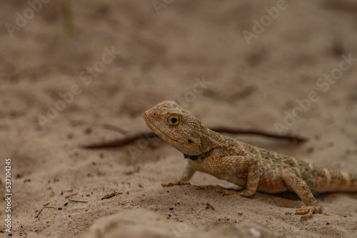 Chameleon on light orange sand floor in autumn hot day