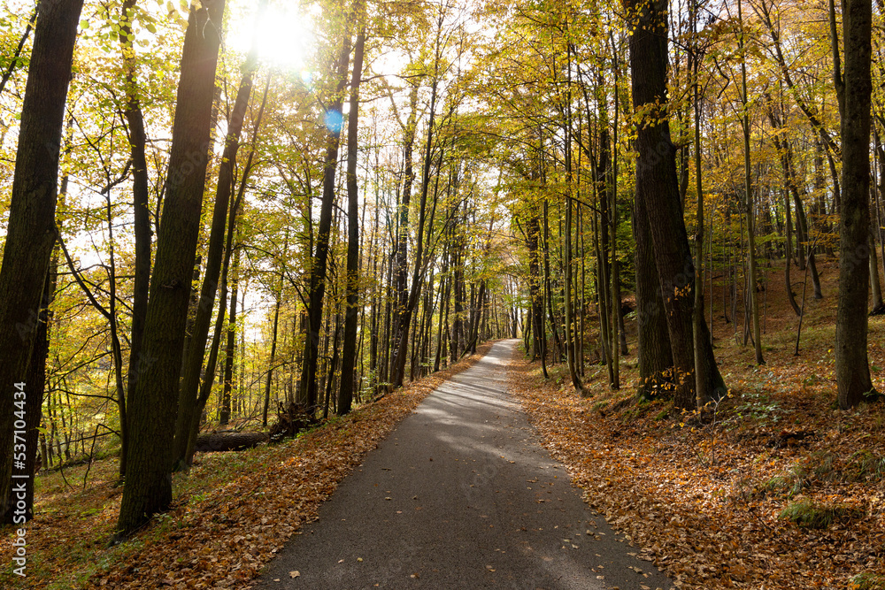 Road in the autumn forest. Road in the autumn forest.