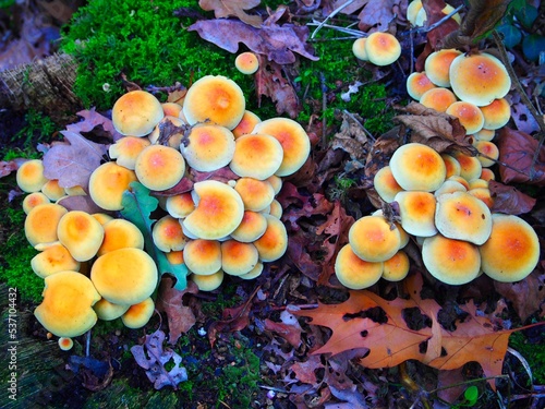 Herbst Bild Pilze im Wald mit intensiven Farben