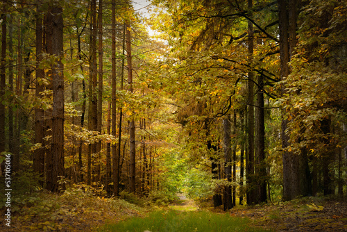 Day in autumn forest. October in european forest.