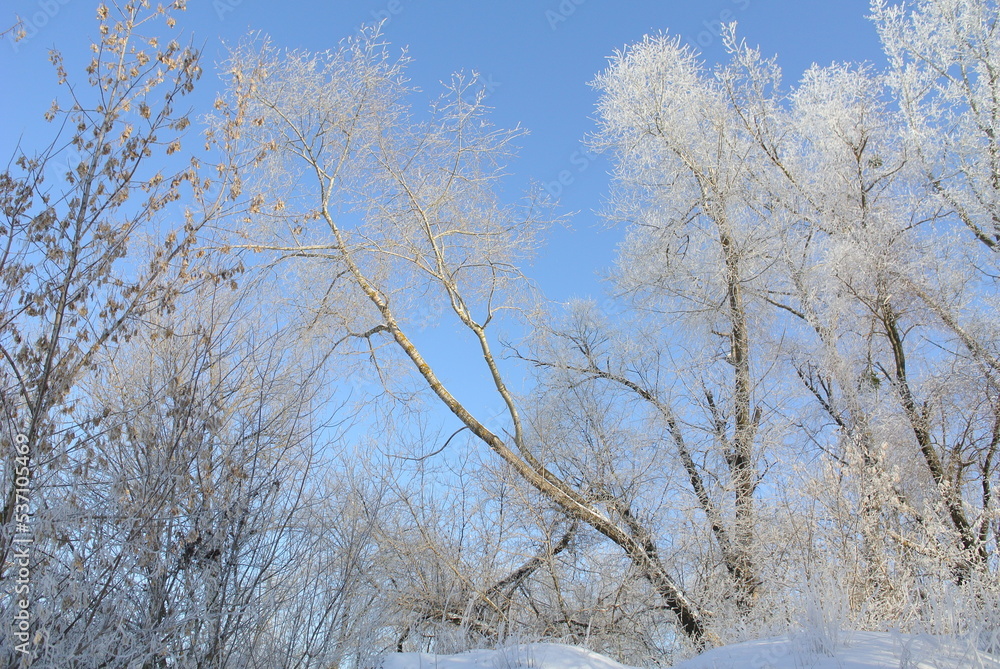 trees in the snow