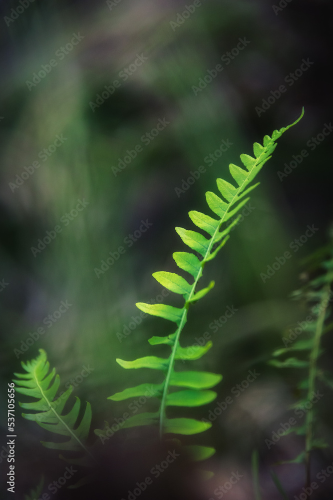 Green Leaves in the Autumn Forest of the Saarland in Germany, Europe in Autumn Fall Green Leaves in the Autumn Forest of the Saarland in Germany, Europe in Autumn Fall