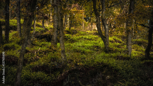 Enchanted Lovely Autumn Forest in the Fall of Saarland in Germany  Europe