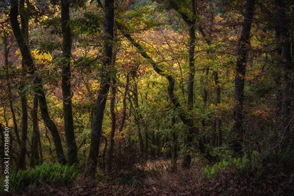 Enchanted Lovely Autumn Forest in the Fall of Saarland in Germany, Europe