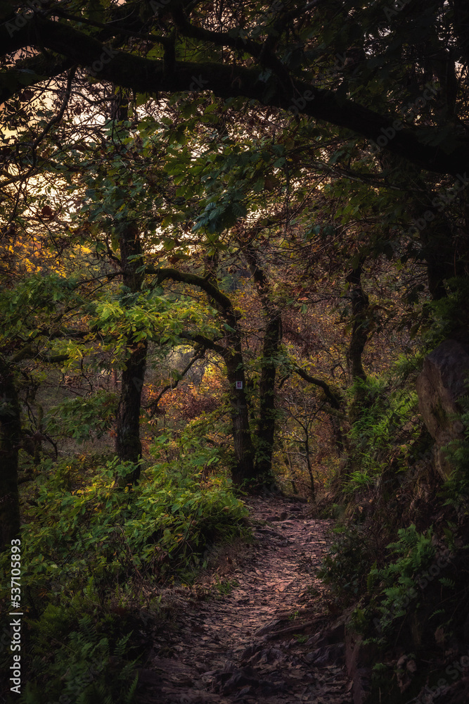 Naklejka premium Enchanted Lovely Autumn Forest in the Fall of Saarland in Germany, Europe