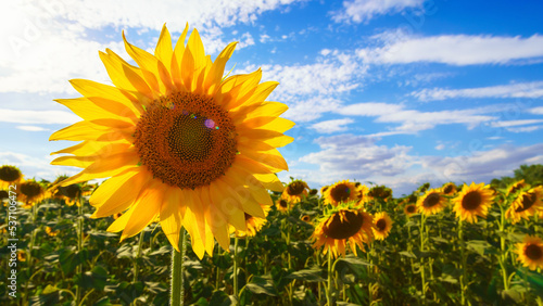 sunflower agriculture field and blue sky  beautiful nature  summer landscape and bright sun