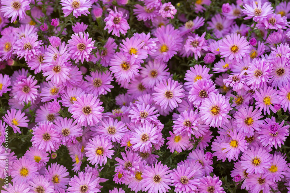 Aster amellus, sunrise light European Michaelmas daisy Purple flowers autumn Symphyotrichum novi-belgii as a border New York aster. Aster amellus, sunrise light European Michaelmas daisy Purple flowers autumn Symphyotrichum novi-belgii as a border New York aster.