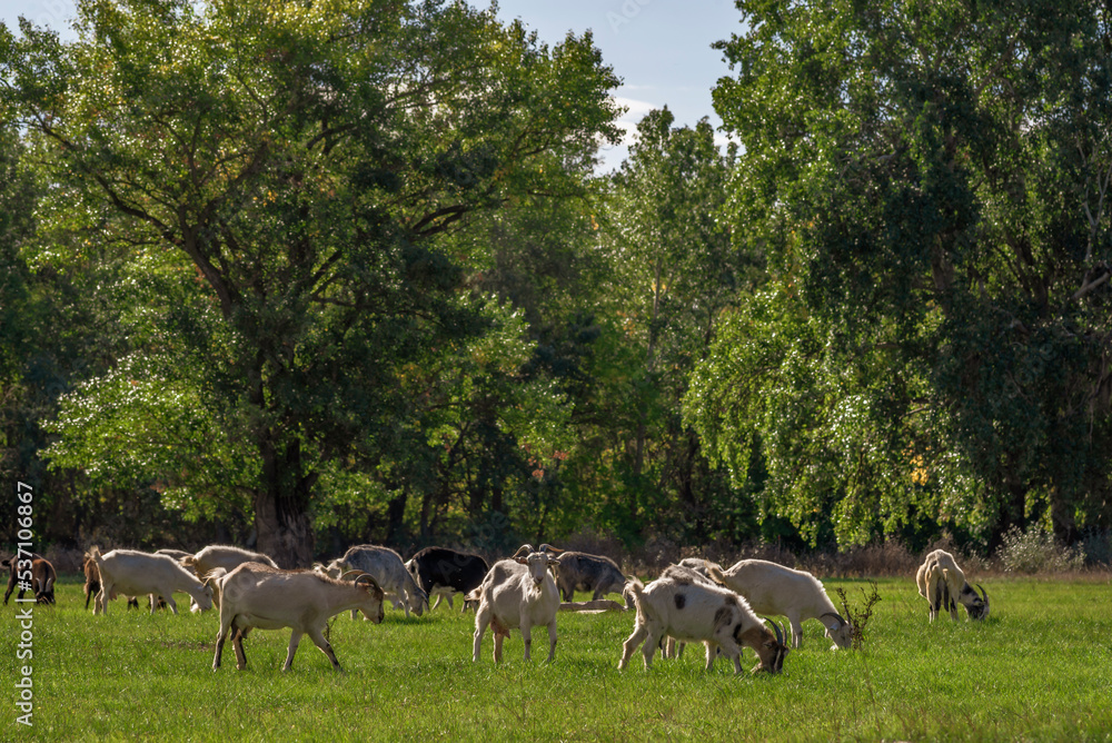 goats graze in the green grass field meadow forest background autumn summer countryside  rural pasture Moldova beautiful landscape .