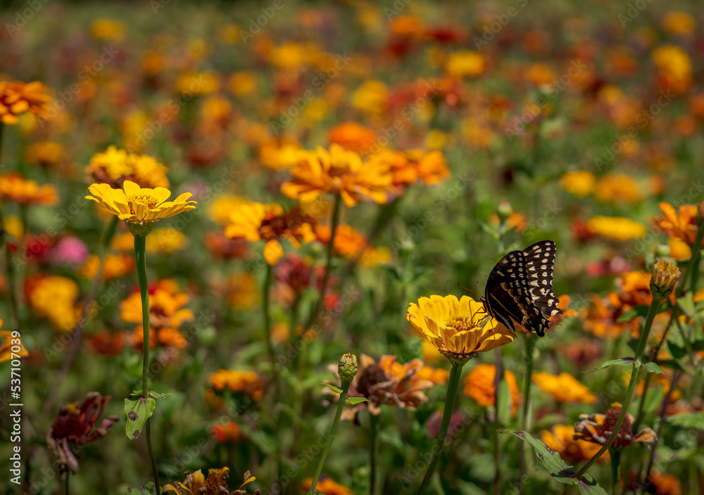 Zinnia Field and Swallowtail Butterfly