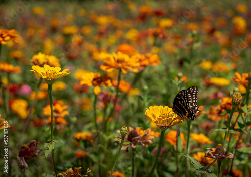 Zinnia Field and Swallowtail Butterfly © Pam
