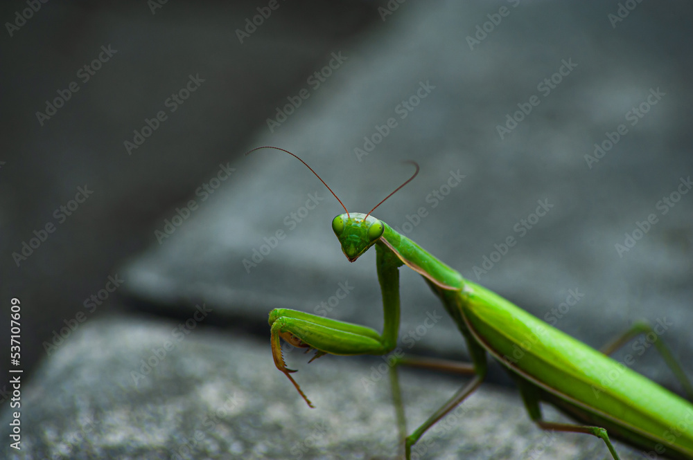 Close up photo of a Green Praying Mantis Mantis religiosa Close up photo of a Green Praying Mantis Mantis religiosa