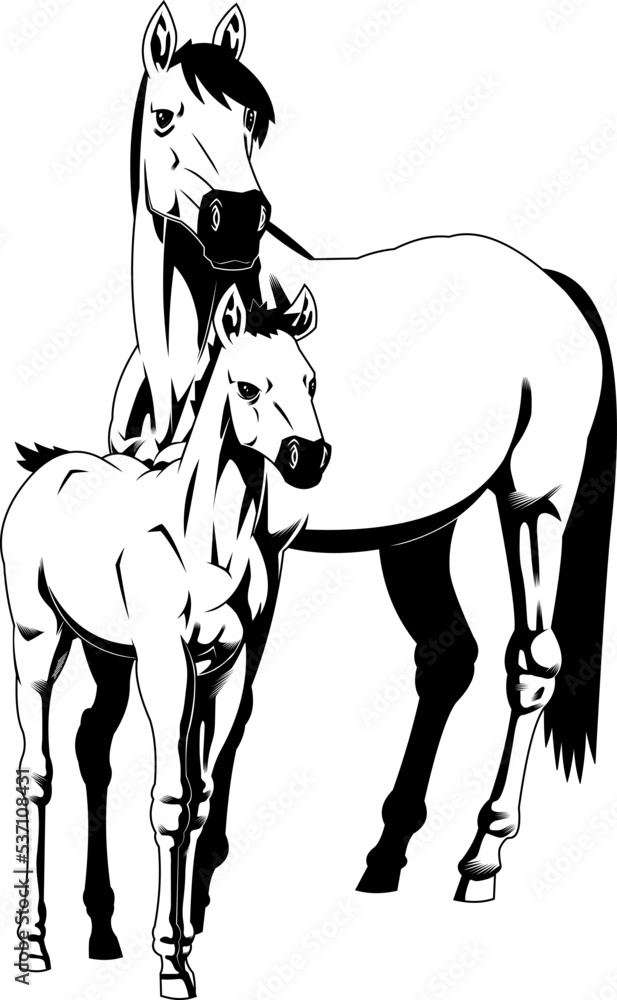 Outlined Realistic Cartoon Silhouette Mare And Foal Horse. Vector Hand Drawn Illustration Isolated On Transparent Background