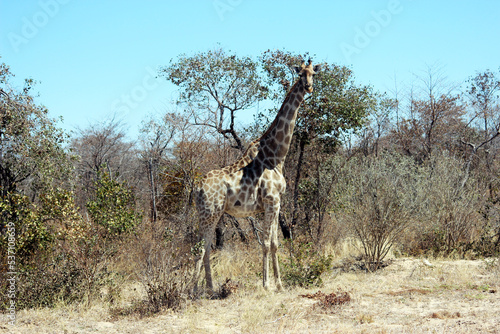 Canvas Print giraffe in national park