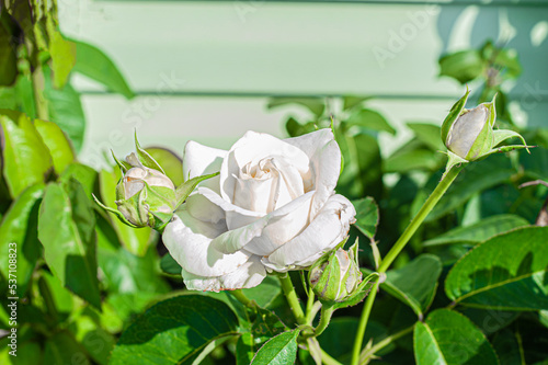 Top down, close up view of a blooming hybrid tea rose. This bloomed flower is a cream color with a hint of orange. The rose bush has multiple blooms in the flower bed.