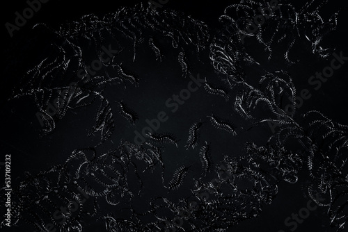 Fotografie, Tablou Black centipede and fern on dirty dark background