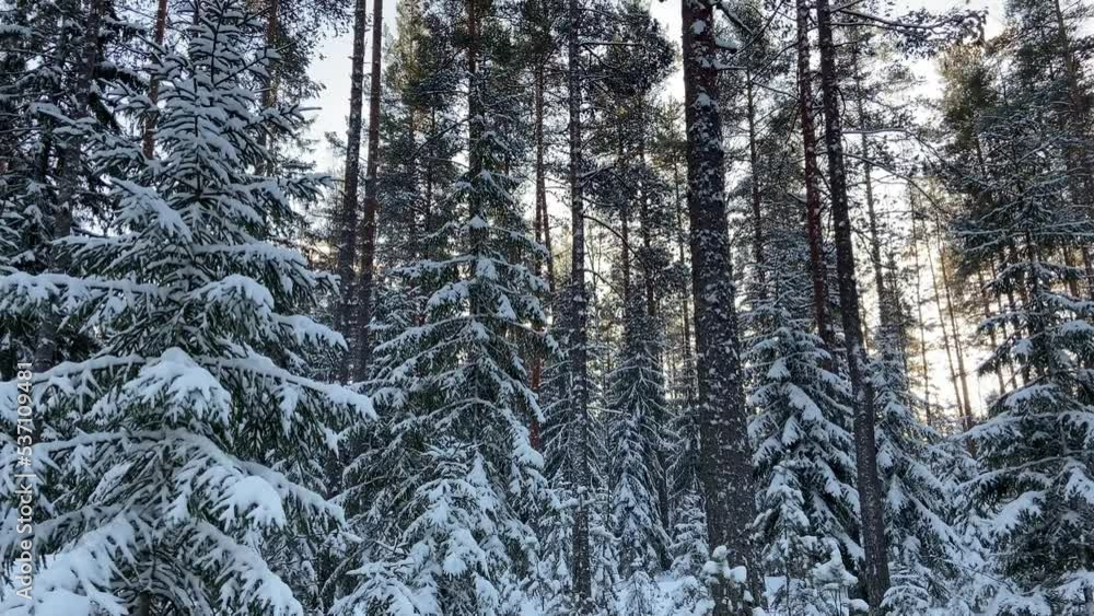 Winter forest, all trees are covered with snow. Video for the background. Cold, beautiful winter weather. Fairy forest. Winter forest, all trees are covered with snow. Video for the background. Cold, beautiful winter weather. Fairy forest.