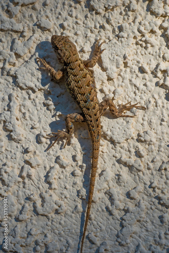 Lizard perched on white stucco wall 