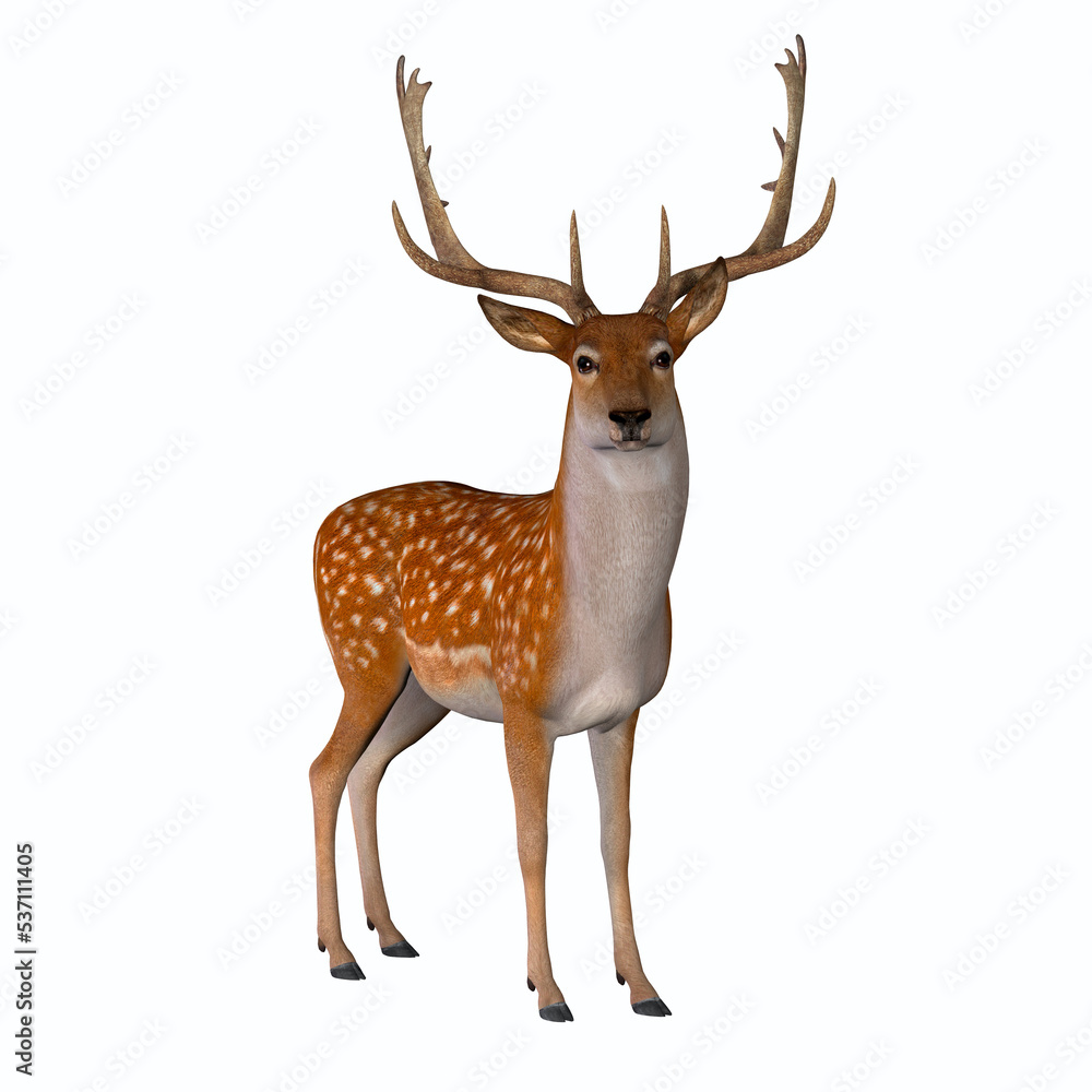 Fallow Deer Standing - The Fallow deer can be traced back to Pleistocene Period and the species now lives in Europe and Persia. Fallow Deer Standing - The Fallow deer can be traced back to Pleistocene Period and the species now lives in Europe and Persia.