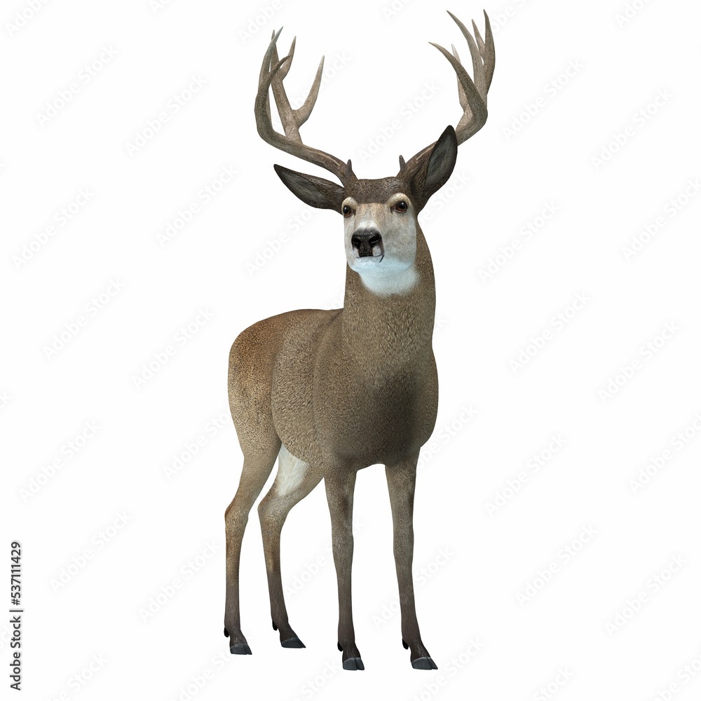 Mule Deer with Antlers Large ears and spiked antlers are a feature of