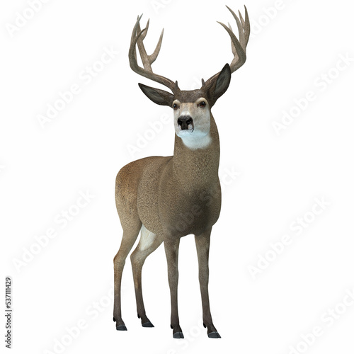 Mule Deer with Antlers - Large ears and spiked antlers are a feature of the Mule deer which lives in the Western North America.