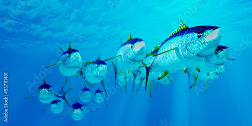 Yellowfin Tuna Fish School - A school of Yellowfin tuna hunt for prey in the deep ocean.