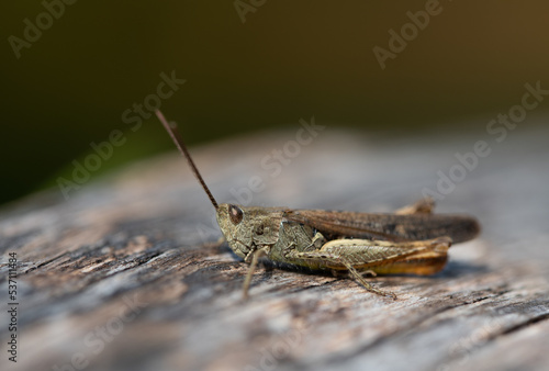 A male cricket sits on dry wood, against a green background in nature. The grasshopper has compound eyes. © leopictures