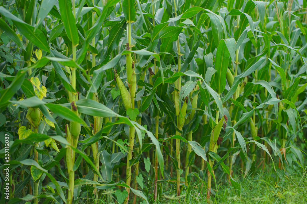 Corn plants in the garden. Corn plants in the garden.