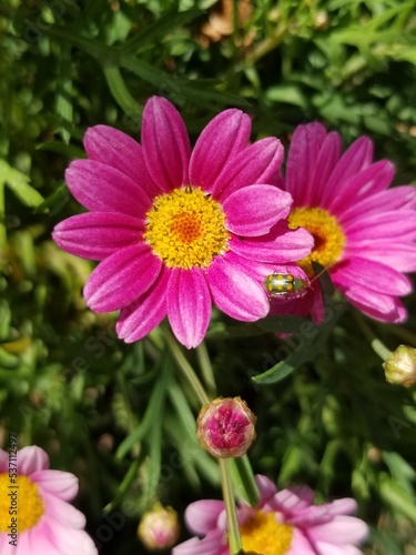 pink flower in the garden with an insect