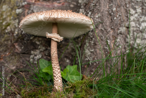 A wild growing large mushroom with a long thin stalk, growing out of the mos, in front of a tree trunk