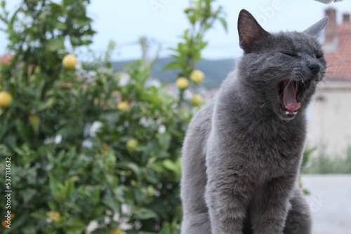 Closeup shot of a gray cat purring with a green tree in the background