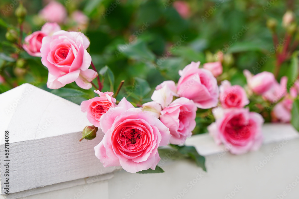 Beautiful pink roses on a white fence Beautiful pink roses on a white fence