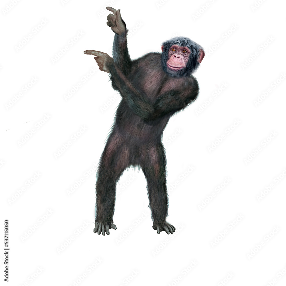 chimpanzé, attitude, mouvement, gesticule, singe, expression, mammifère, jardin zoologique, illustration, animal, fourrure, bonobo, nature, sauvage, faune, drôle
chimpanzé, attitude, mouvement, gesticule, singe, expression, mammifère, jardin zoologique, illustration, animal, fourrure, bonobo, nature, sauvage, faune, drôle