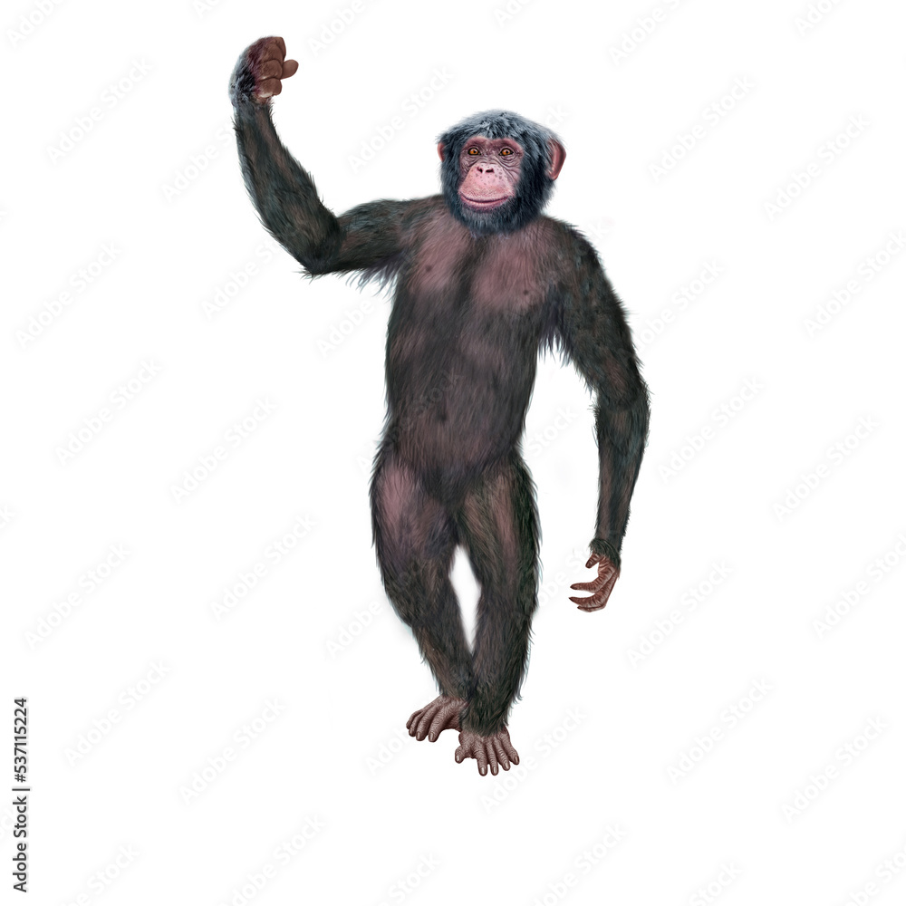 chimpanzé, attitude, mouvement, gesticule, singe, expression, mammifère, jardin zoologique, illustration, animal, fourrure, bonobo, nature, sauvage, faune, drôle
chimpanzé, attitude, mouvement, gesticule, singe, expression, mammifère, jardin zoologique, illustration, animal, fourrure, bonobo, nature, sauvage, faune, drôle
