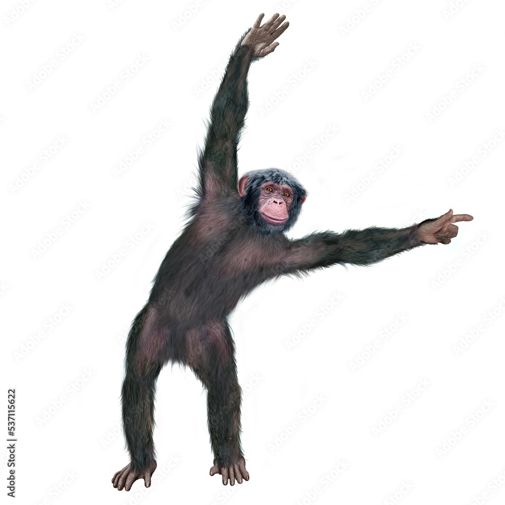 chimpanzé, attitude, mouvement, gesticule, singe, expression, mammifère, jardin zoologique, illustration, animal, fourrure, bonobo, nature, sauvage, faune, drôle
chimpanzé, attitude, mouvement, gesticule, singe, expression, mammifère, jardin zoologique, illustration, animal, fourrure, bonobo, nature, sauvage, faune, drôle