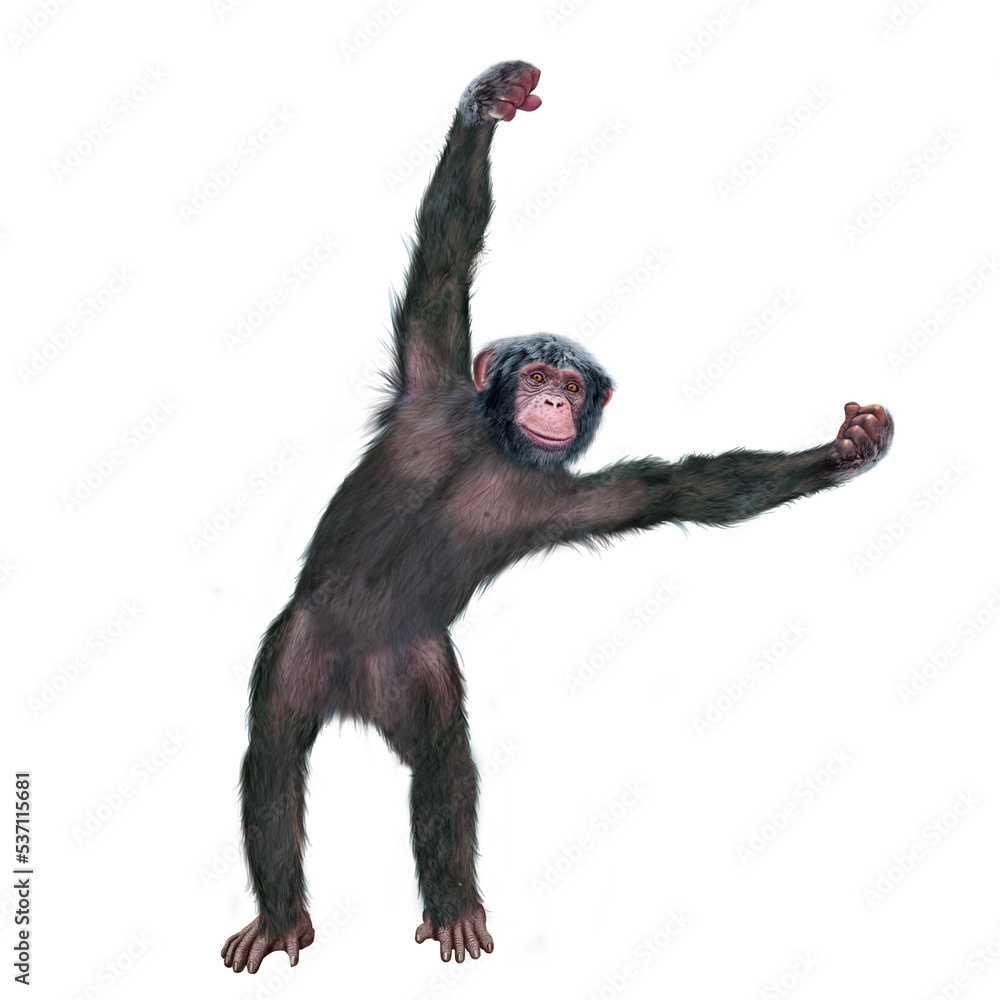 chimpanzé, attitude, mouvement, gesticule, singe, expression, mammifère, jardin zoologique, illustration, animal, fourrure, bonobo, nature, sauvage, faune, drôle
chimpanzé, attitude, mouvement, gesticule, singe, expression, mammifère, jardin zoologique, illustration, animal, fourrure, bonobo, nature, sauvage, faune, drôle