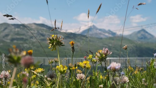 Beautiful wildflowers plants with colored petals. Colorful small green flowers and alps mountains in the background. Wind blowing, summer hiking season. Close up landscape natural shot on summer day. (ID: 537116249)