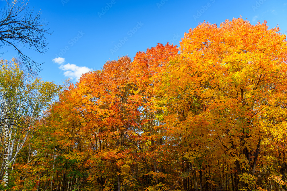 Maple tree at the peak of autumn colours against blue sky Maple tree at the peak of autumn colours against blue sky