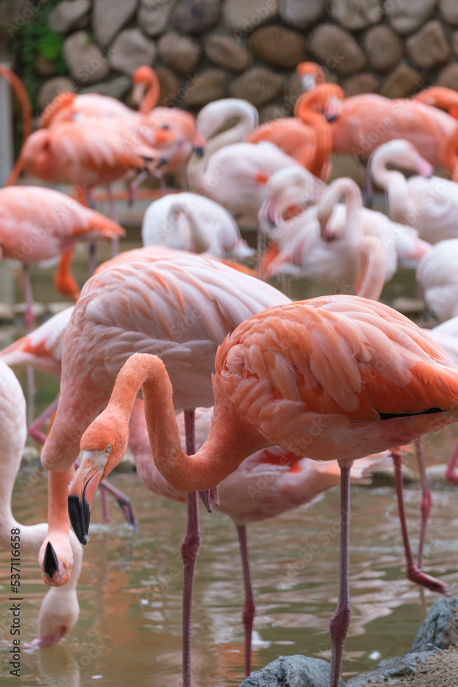 フラミンゴの群衆。淡いピンク色と白の色が癒される。神戸王子動物園で撮影
