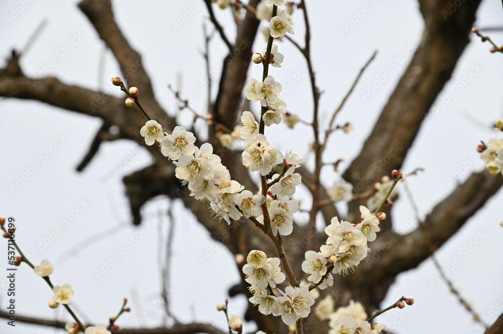 青空とピンク色の桜 青空とピンク色の桜