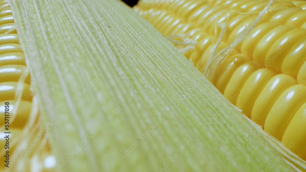 Corn harvest. Macro photography of corn cobs packed and wrapped in
