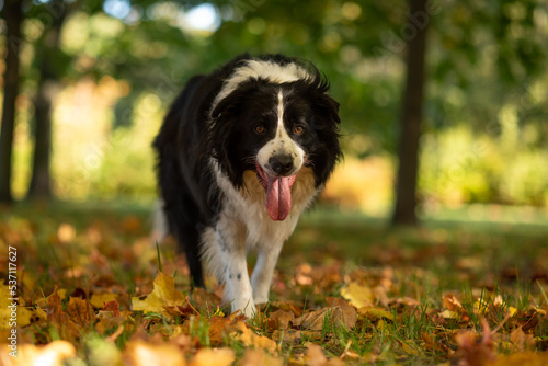 Czarno biały Border Collie jesienią