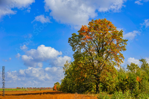 Beautiful autumn scenery with an oak tree turning its foliage to orange and yellow with a deep blue sky and fluffy clouds in the background