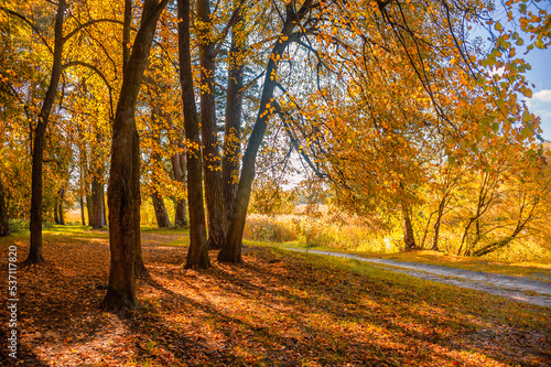 Colorful trees in the autumn park with yellow and orange foliage lit by the bright sun