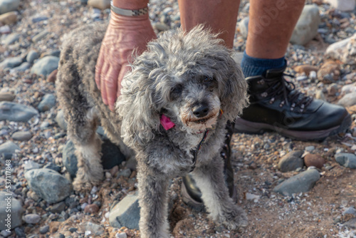 Grey curly coated dog on the beach