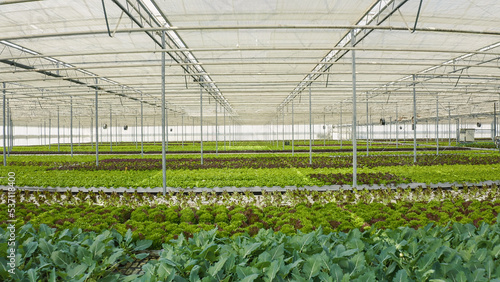 Rows of different types of lettuce and bio vegetables grown without pesticides in hothouse with transparent film. Organic crops growing in greenhouse with ventilated hydroponic enviroment.