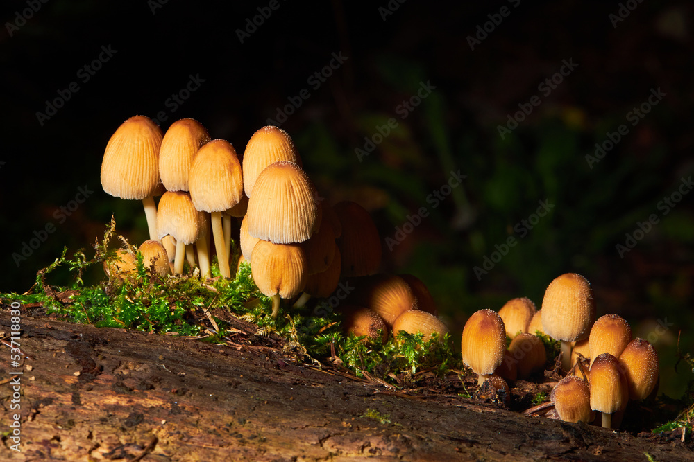 Group of Coprinellus micaceus mushroom names mica cap, shiny