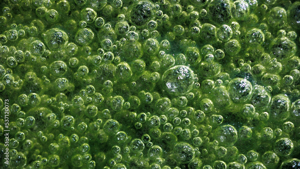 green swamp with bubbles in macro green swamp with bubbles in macro
