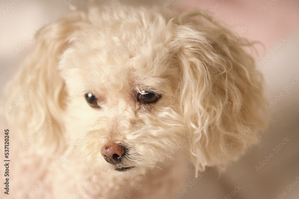 portrait of a small dog